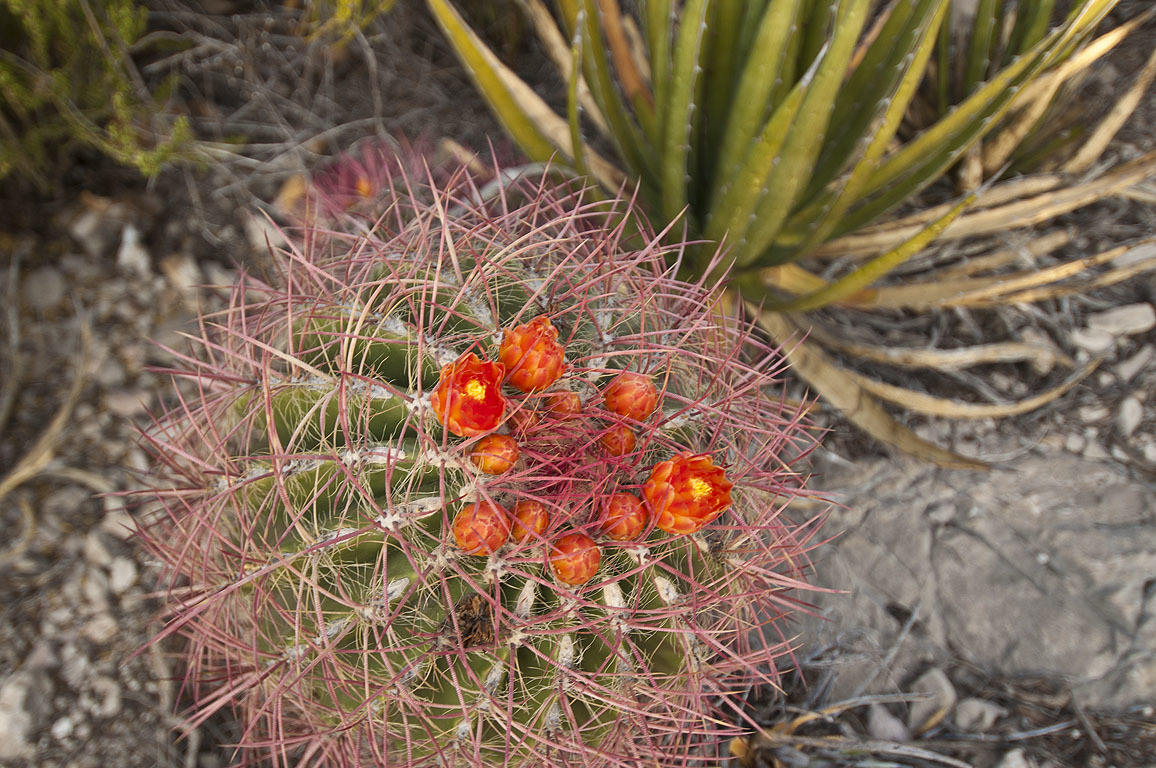 Ferocactus pilosus